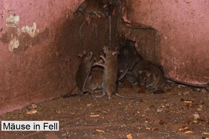 Mäuse in Fell
